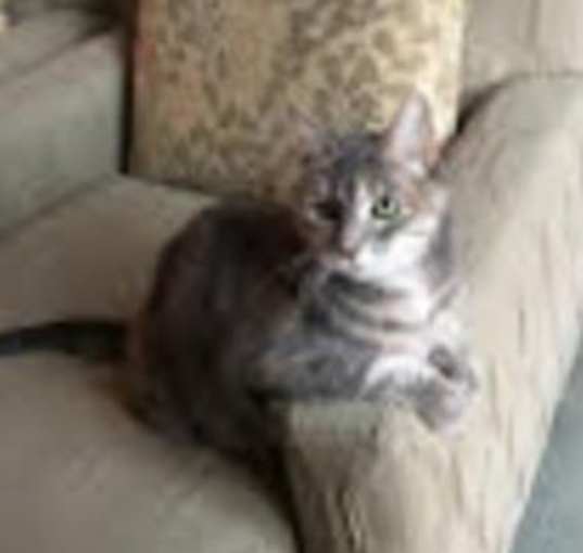 Photo of PLEASE FOSTER ME!