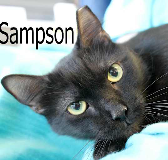 Photo of Sampson