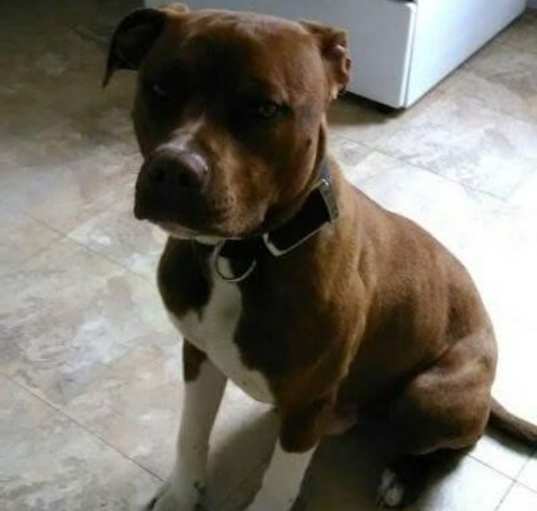 Photo of Romeo