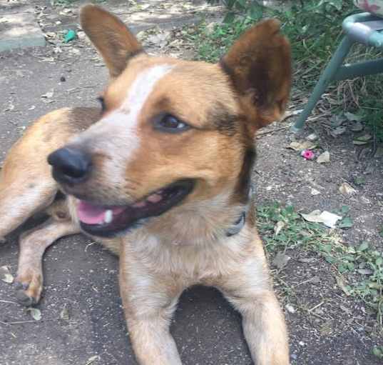 Photo of Chance