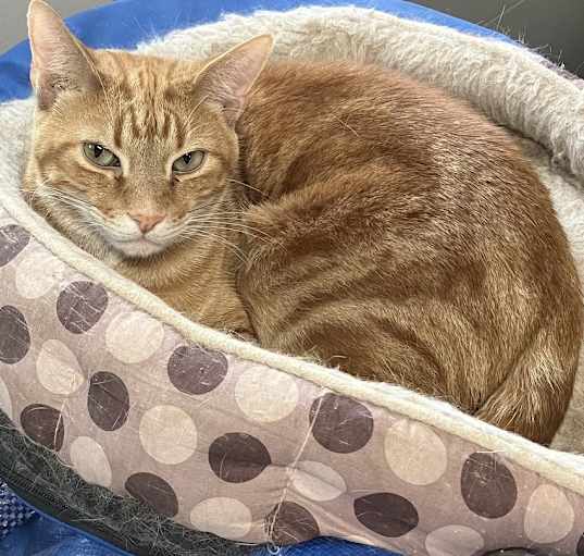 Photo of Rusty