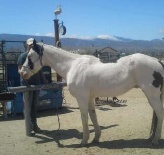 Photo of Cowboy