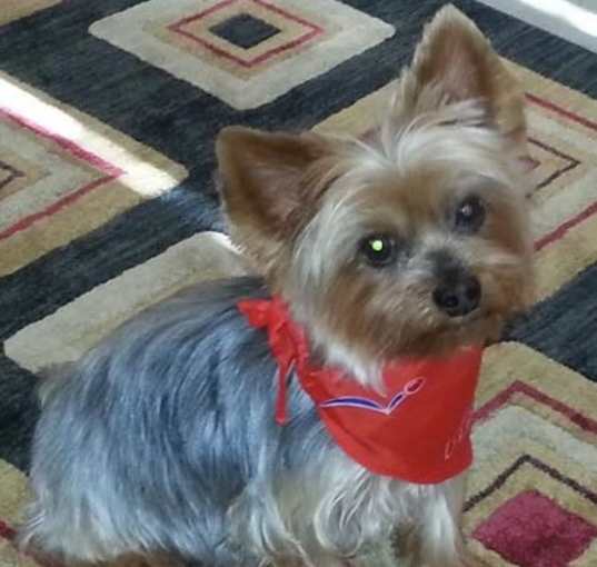 Photo of Diesel