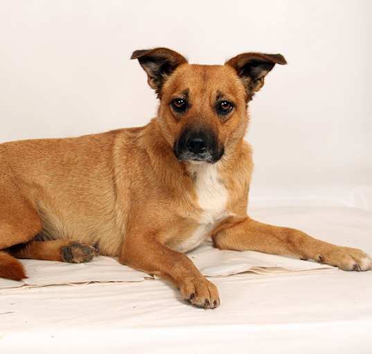 Photo of Andi Heeler Boxer Mix