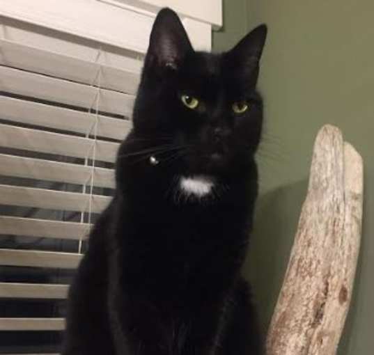 Photo of Pax The Purring Machine