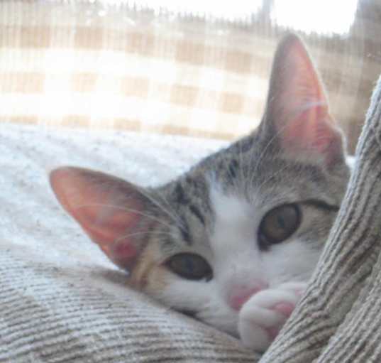 Photo of Tortellini/ loves cats