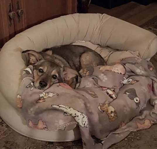 Photo of Indy