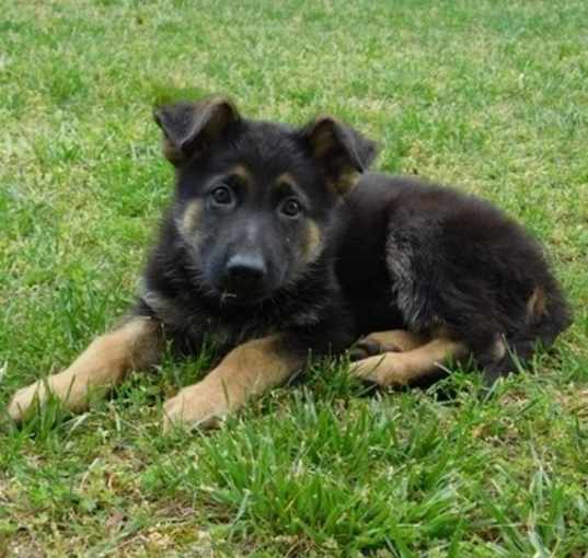 Photo of AKC GERMAN SHEPHERD PUPPIES