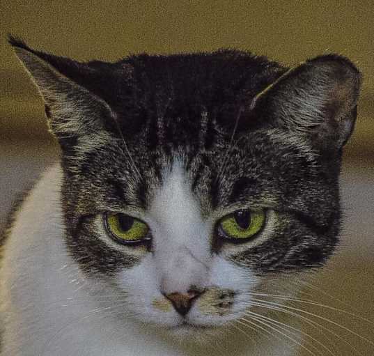 Photo of Sammie