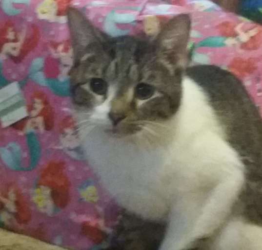 Photo of Captain