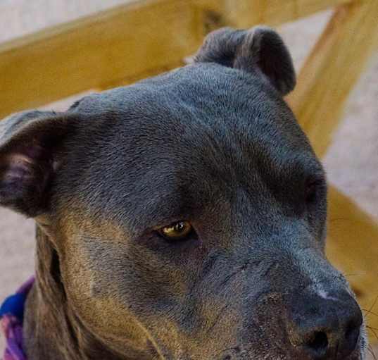 Photo of Luna