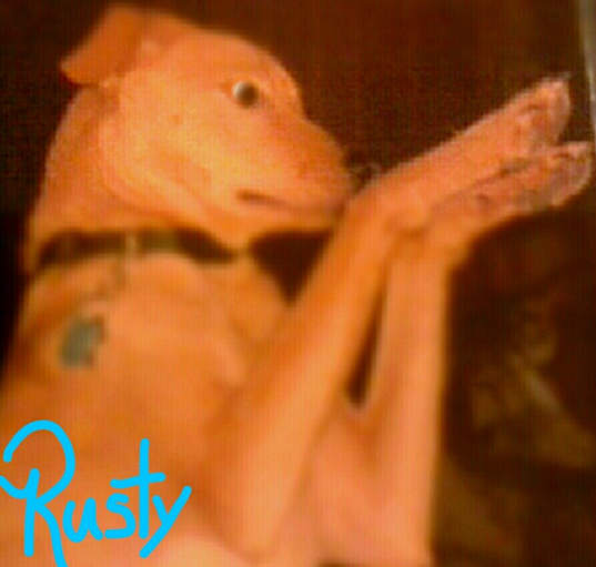 Photo of Rusty