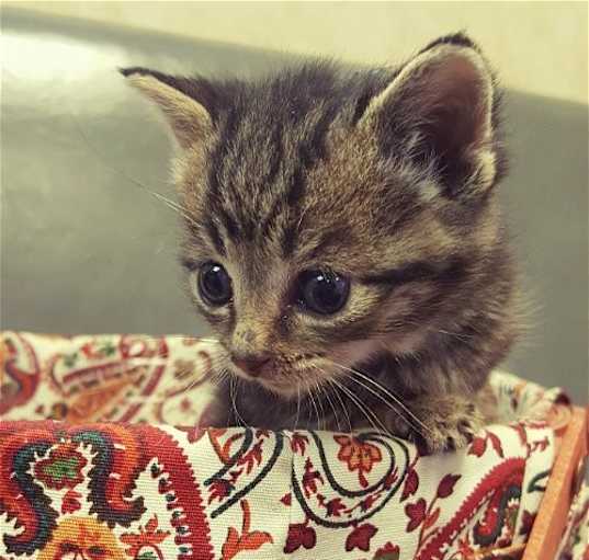Photo of My Purrrrrfect Partner