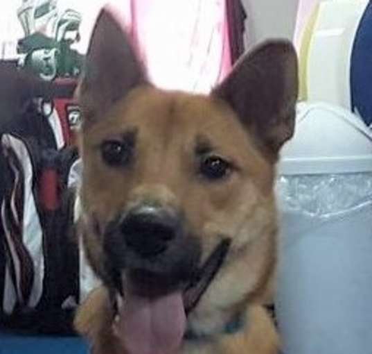 Photo of Harley