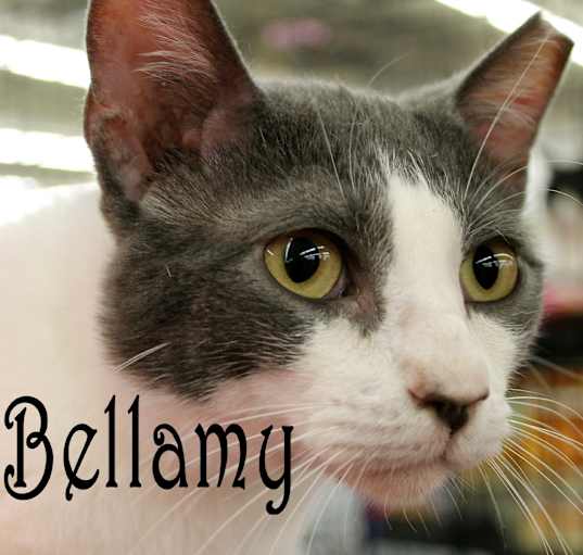 Photo of Bellamy