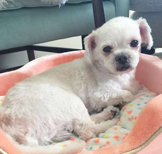 Photo of Ollie