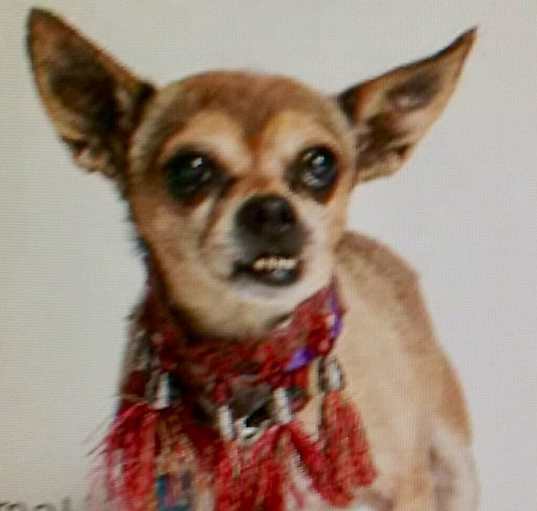 Photo of Teddy Bear, 11 year old  angel
