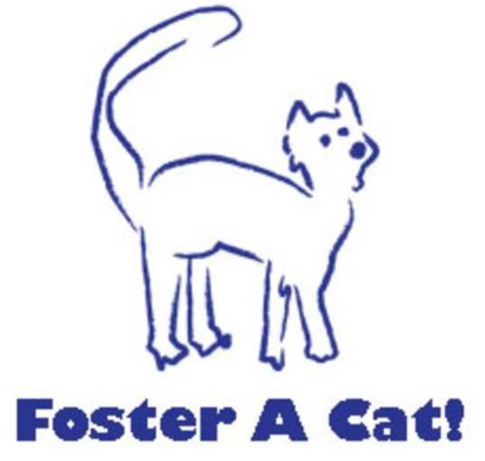 Photo of Foster A Cat