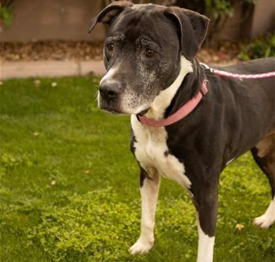 Photo of ANNABELLE 'Annie'