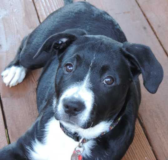 Photo of Bella