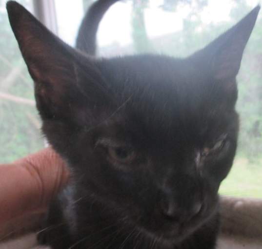 Photo of Blackjack