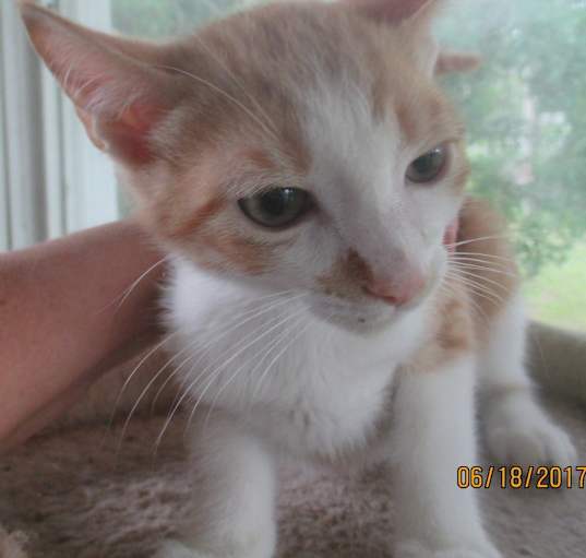 Photo of Butterbean