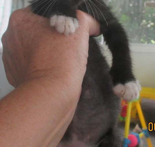 Photo of Merlin