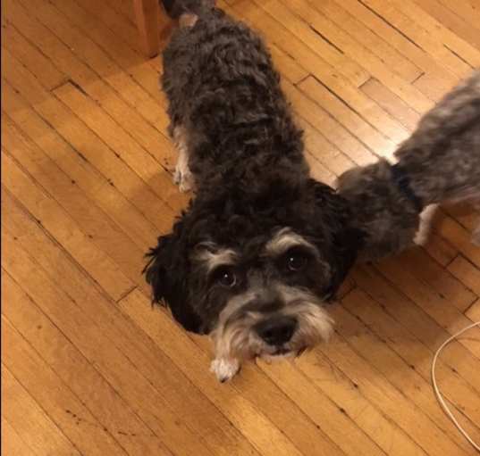 Photo of Bo
