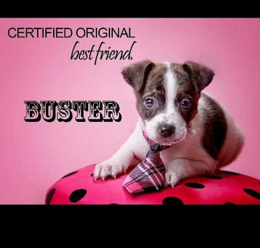 Photo of Buster