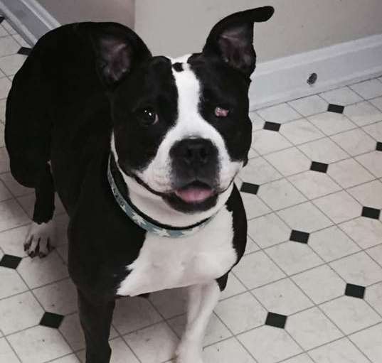 Photo of Bandit