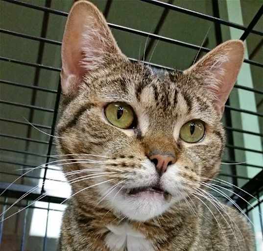 Photo of Jasmine