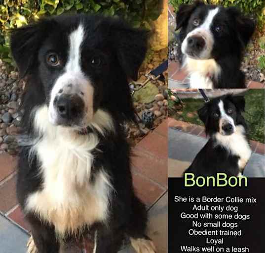 Photo of BonBon