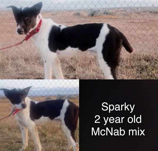 Photo of Sparky