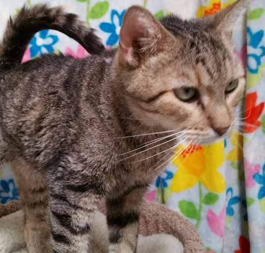 Photo of Stripes