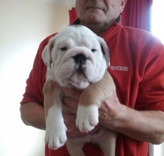 Photo of Bruno
