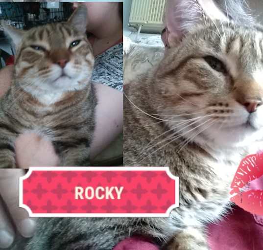 Photo of Rocky