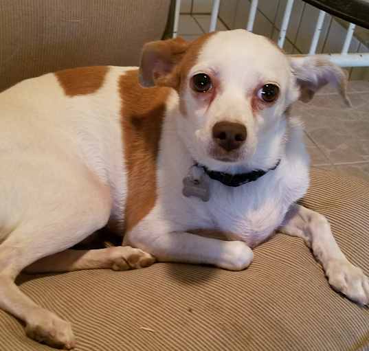 Photo of Ginger