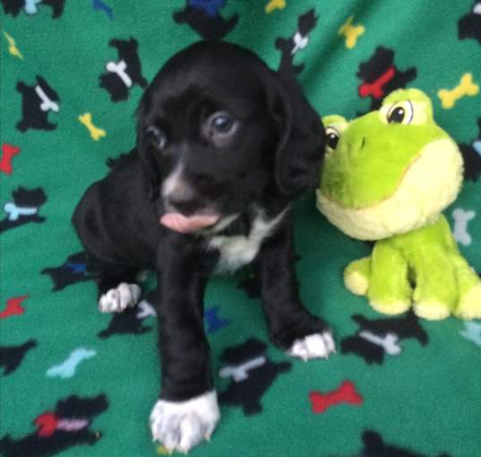 Photo of Lovebug