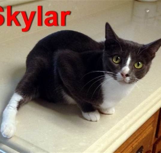Photo of Sky (aka Skylar)