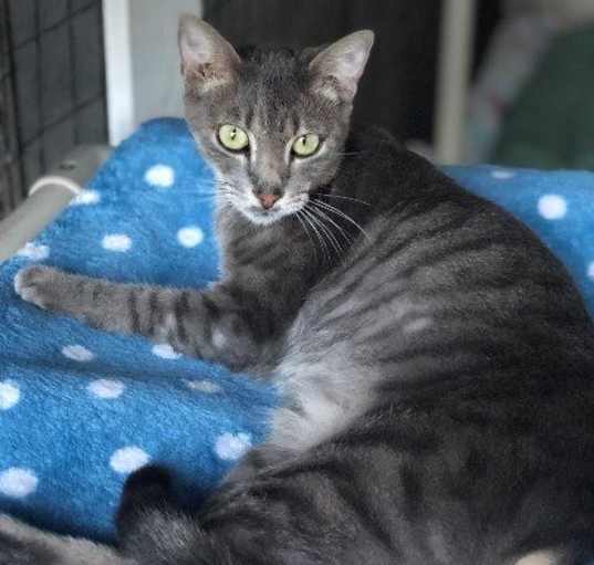 Photo of LYLE