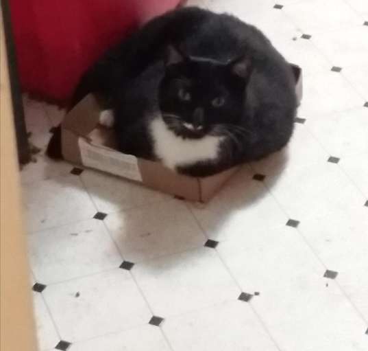 Photo of Charlie-  Back leg Amputee