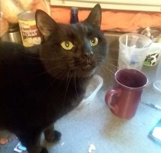 Photo of Violet
