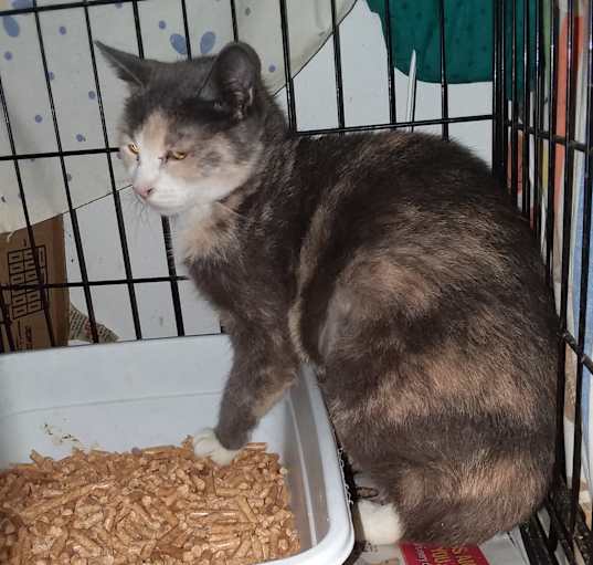 Photo of Nabila--Amputated Tail
