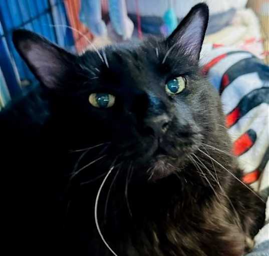 Photo of Cadfael