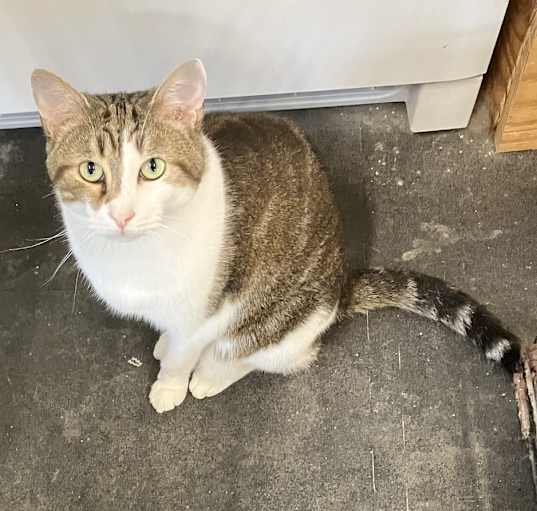 Photo of Niko