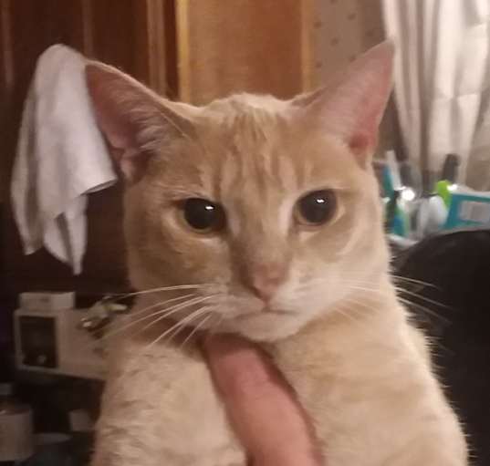 Photo of Trissy