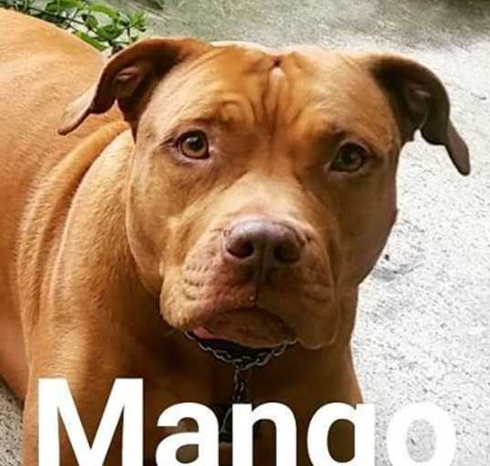 Photo of Mango
