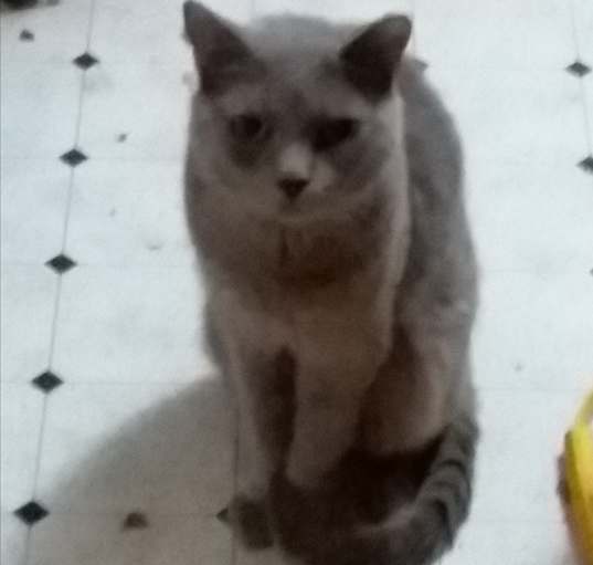 Photo of BUFFY