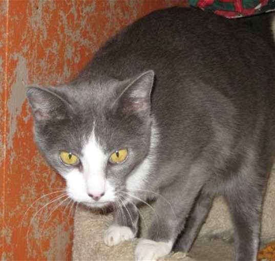 Photo of Smokey