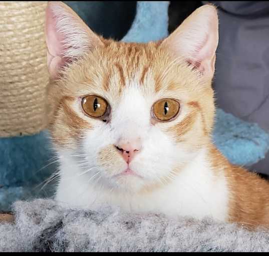 Photo of Theodore